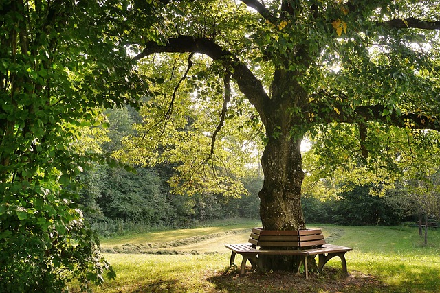 Forest Hill Title Loans: Risks, Pitfalls & Safeguards Explained