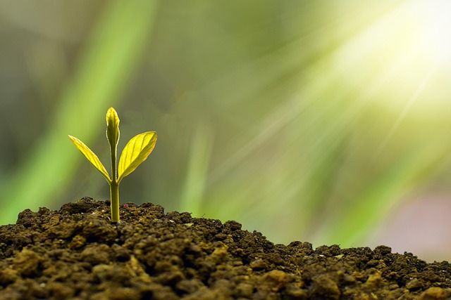 Title Loan Programs: Financial Support for Senior Citizens